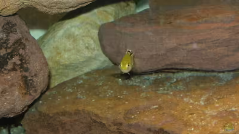 Besatz im Aquarium Becken 9484 von Florian Voß (5)
