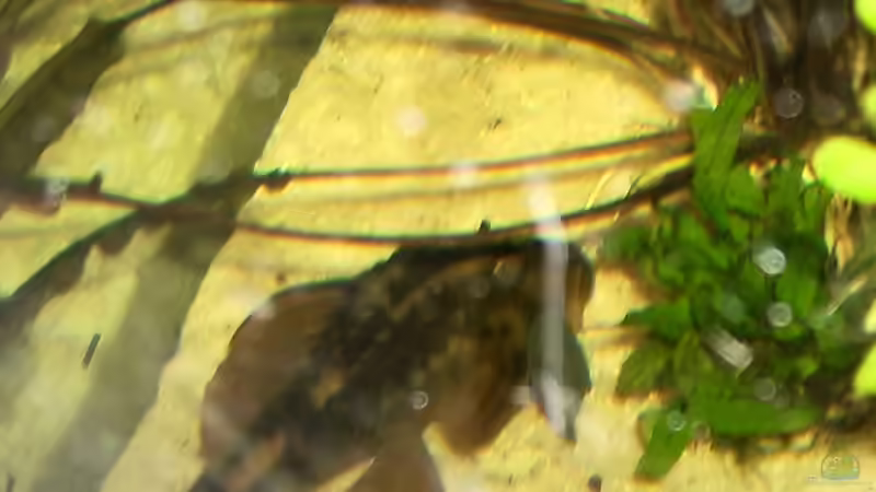 Besatz im Aquarium Becken 9497 von Manuela Kutschke (14)