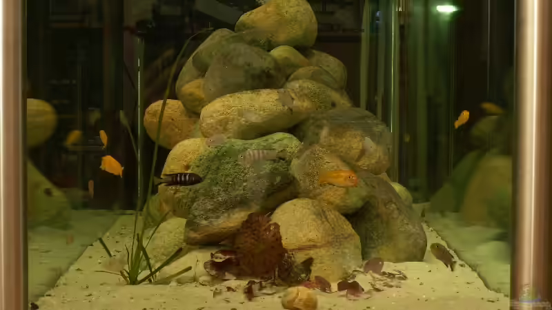 Besatz im Aquarium Becken 9505 von Hans Schmucker (11)