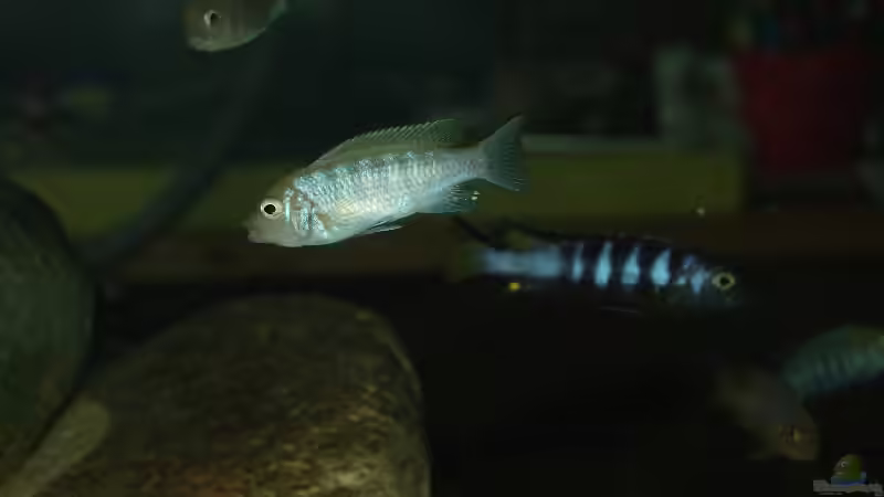 Besatz im Aquarium Becken 9505 von Hans Schmucker (13)