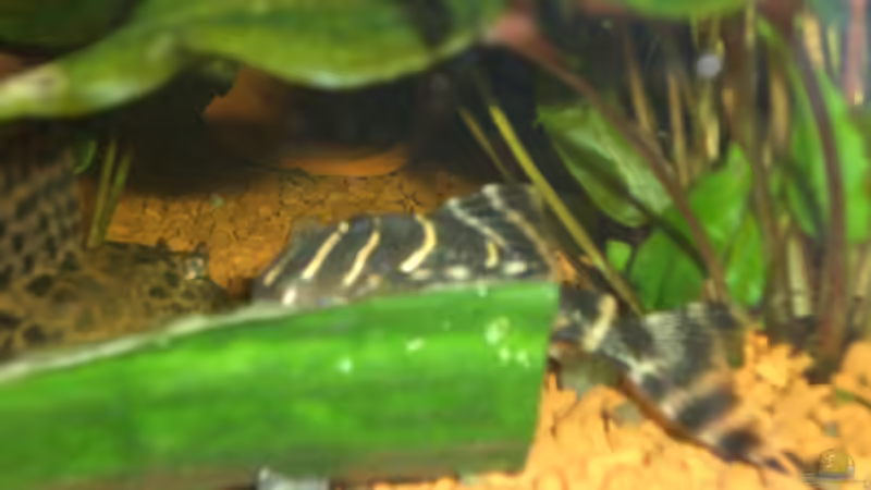 Besatz im Aquarium Becken 9510 von elli (5)