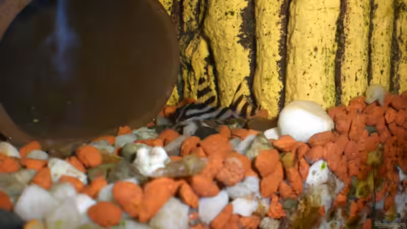 Besatz im Aquarium Becken 9510 von elli (6)