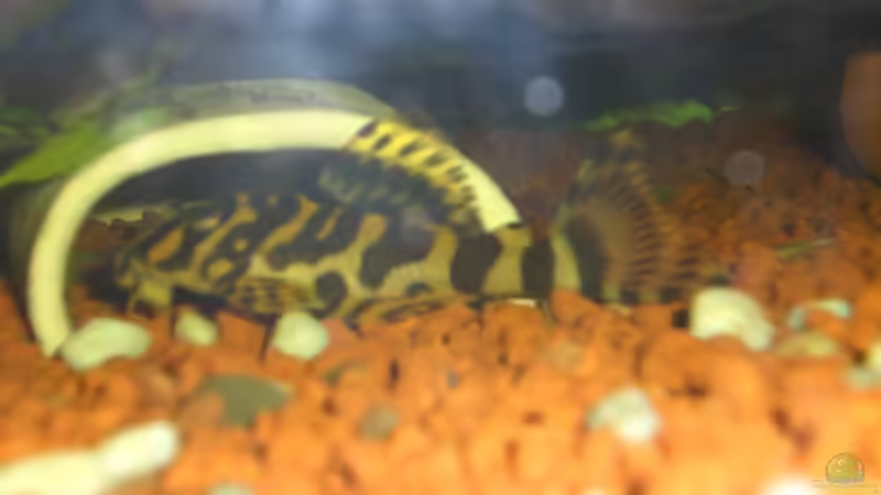 Besatz im Aquarium Becken 9510 von elli (7)