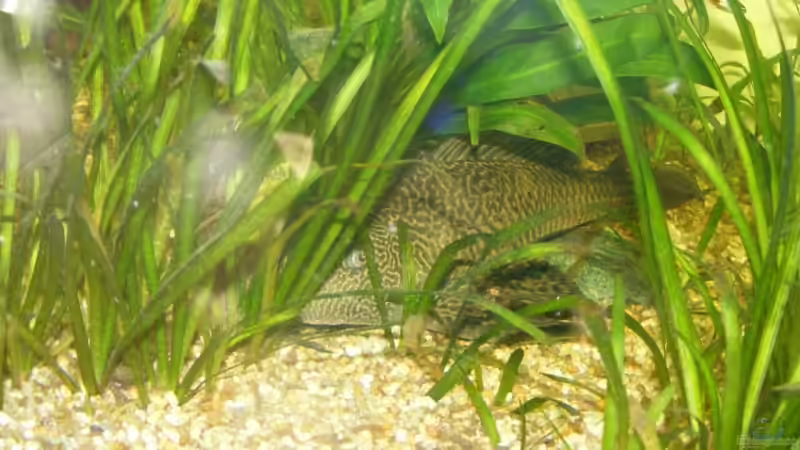 Besatz im Aquarium Becken 9533 von Alex Weiß (15)