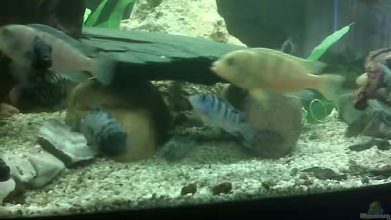 Besatz im Aquarium Becken 9557 von Andy01 (7)