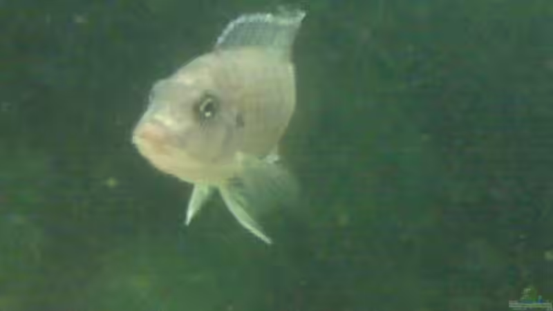 Besatz im Aquarium Becken 9557 von Andy01 (9)