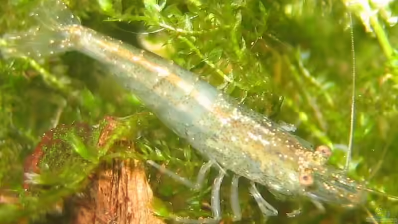 Besatz im Aquarium Becken 9559 von Plattenjaeger (14)