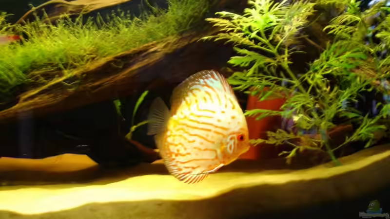 Besatz im Aquarium Becken 9562 von Heiko Bull (6)