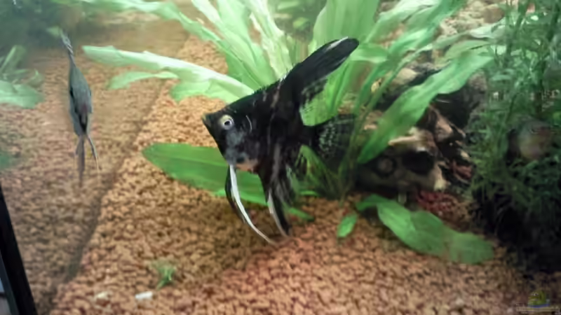 Besatz im Aquarium Becken 9565 von Andre Bierbaum (15)