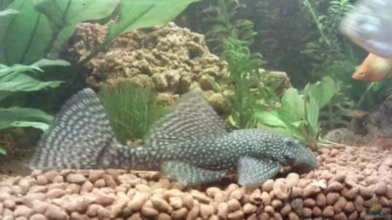 Besatz im Aquarium Becken 9565 von Andre Bierbaum (17)