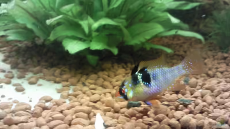 Besatz im Aquarium Becken 9565 von Andre Bierbaum (18)