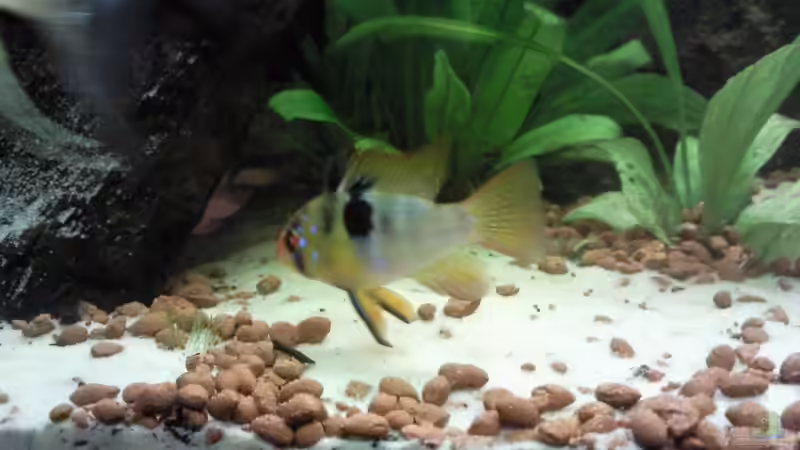 Besatz im Aquarium Becken 9565 von Andre Bierbaum (19)