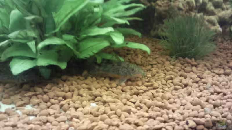 Besatz im Aquarium Becken 9565 von Andre Bierbaum (20)