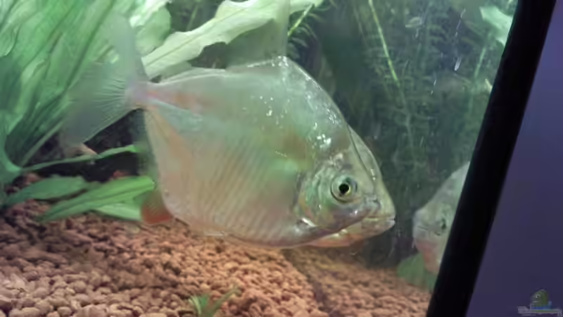 Besatz im Aquarium Becken 9565 von Andre Bierbaum (21)