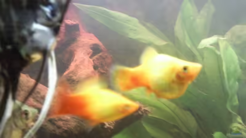 Besatz im Aquarium Becken 9565 von Andre Bierbaum (22)