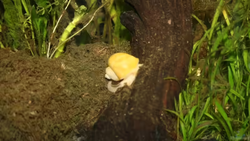 Besatz im Aquarium Becken 9574 von Plattenjaeger (10)