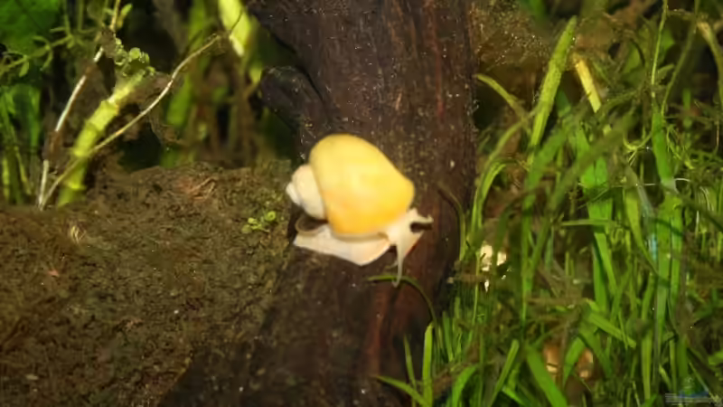 Besatz im Aquarium Becken 9574 von Plattenjaeger (11)