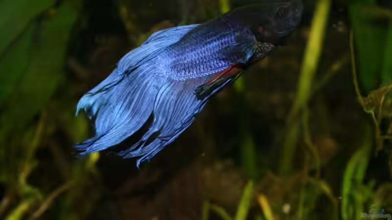 Besatz im Aquarium Becken 9574 von Plattenjaeger (12)