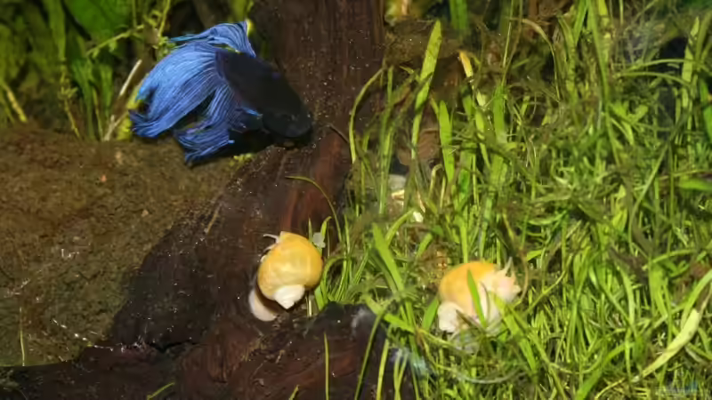 Besatz im Aquarium Becken 9574 von Plattenjaeger (13)