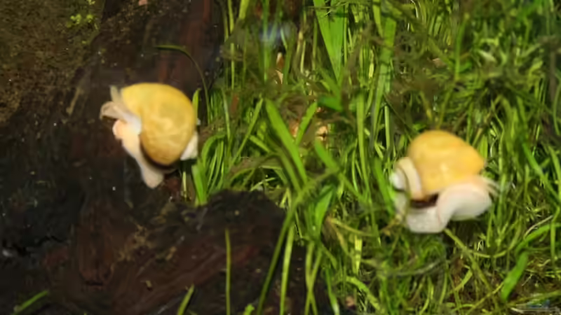 Besatz im Aquarium Becken 9574 von Plattenjaeger (14)