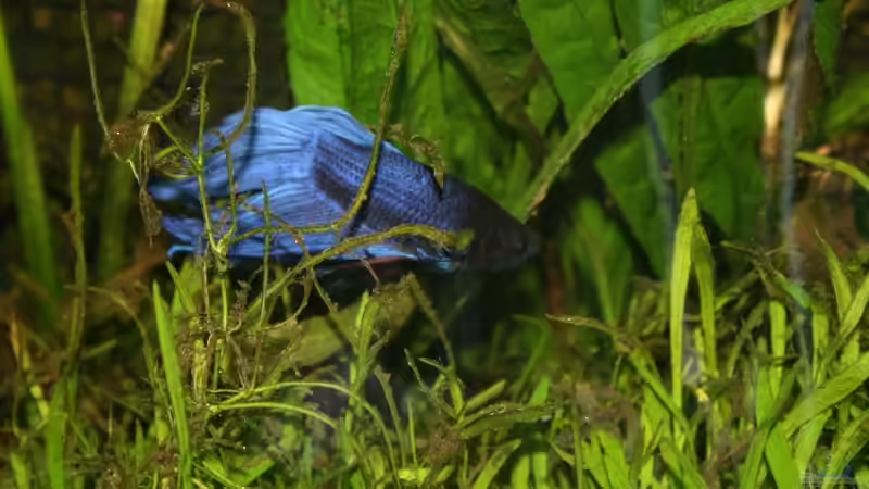 Besatz im Aquarium Becken 9574 von Plattenjaeger (15)