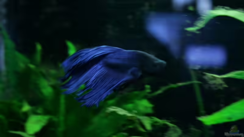 Besatz im Aquarium Becken 9574 von Plattenjaeger (6)