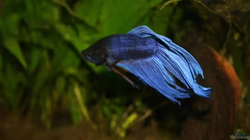 Besatz im Aquarium Becken 9574 von Plattenjaeger (7)