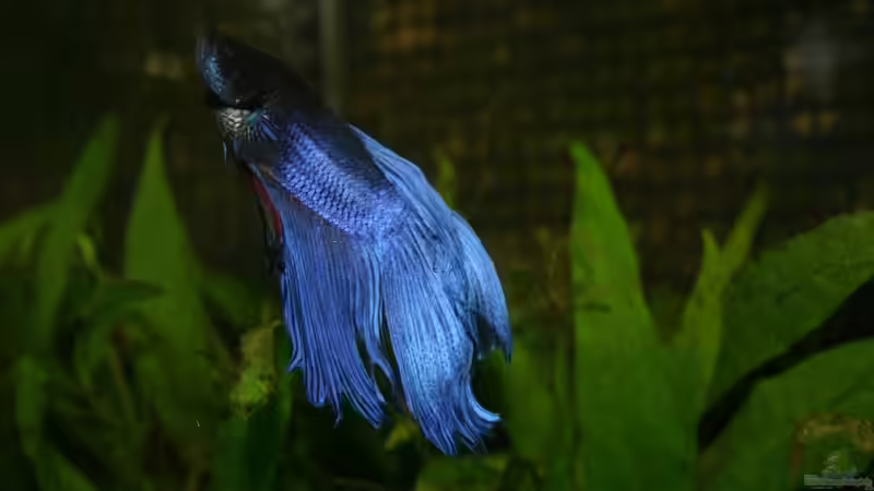 Besatz im Aquarium Becken 9574 von Plattenjaeger (8)