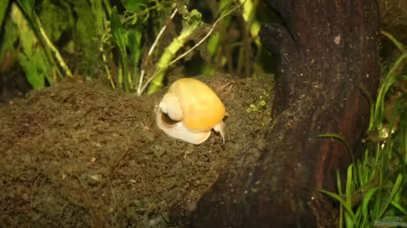 Besatz im Aquarium Becken 9574 von Plattenjaeger (9)