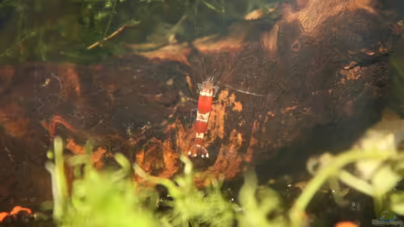 Besatz im Aquarium Becken 9577 von Plattenjaeger (5)