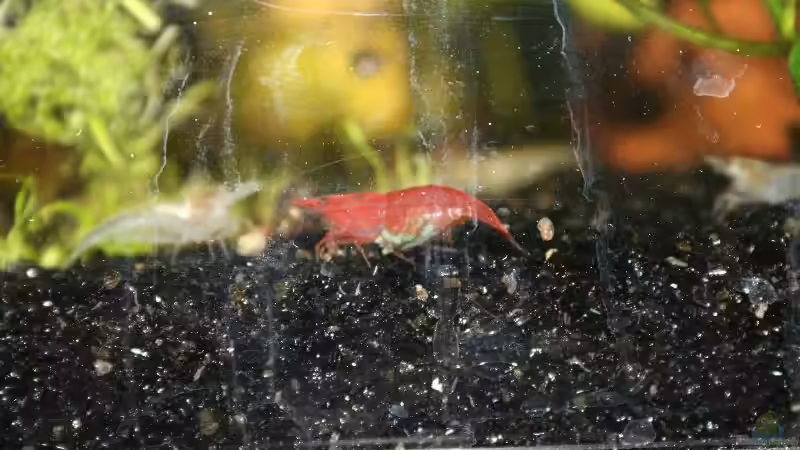 Besatz im Aquarium Becken 9577 von Plattenjaeger (6)