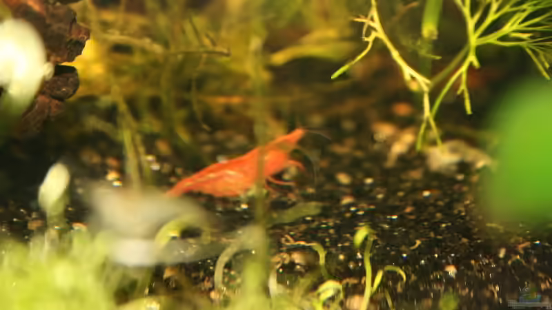 Besatz im Aquarium Becken 9577 von Plattenjaeger (7)