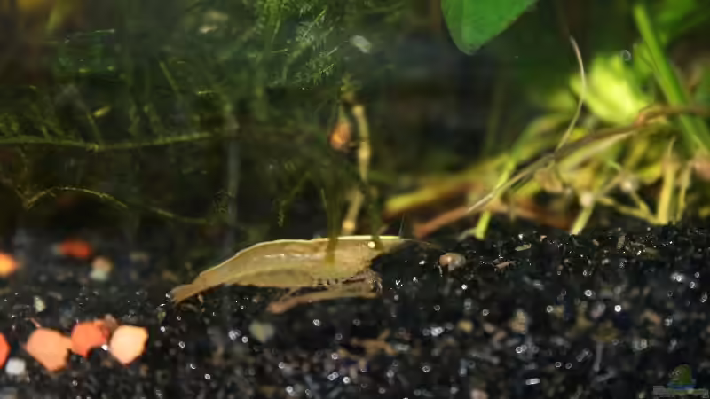 Besatz im Aquarium Becken 9577 von Plattenjaeger (8)