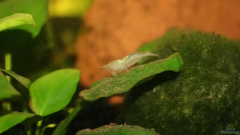 Besatz im Aquarium Becken 9577 von Plattenjaeger (9)