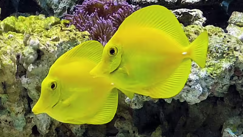 Besatz im Aquarium Becken 9579 von Christian Stauder (4)