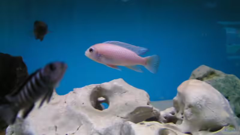 Besatz im Aquarium Becken 959 von Eugen Margulis (10)