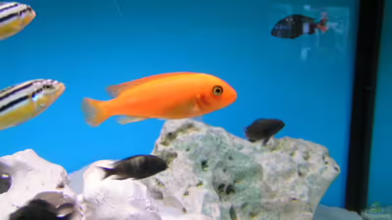 Besatz im Aquarium Becken 959 von Eugen Margulis (11)