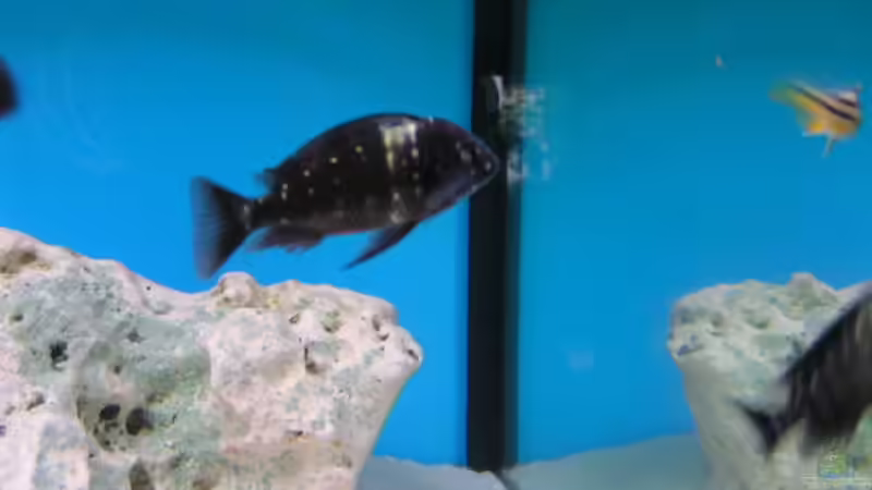 Besatz im Aquarium Becken 959 von Eugen Margulis (8)