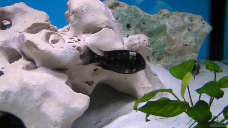 Besatz im Aquarium Becken 959 von Eugen Margulis (9)