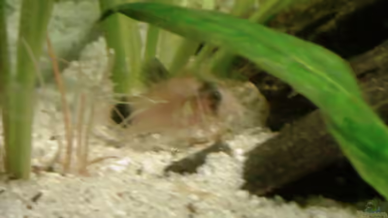 Besatz im Aquarium Becken 9591 von @corydoras (5)