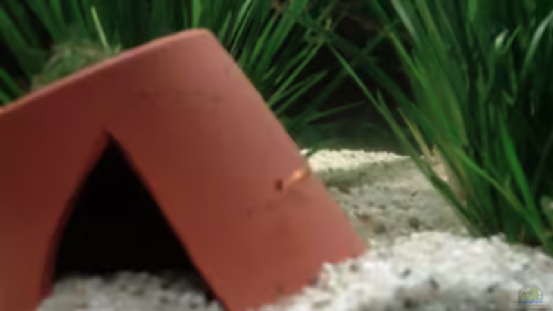 Besatz im Aquarium Becken 9591 von @corydoras (6)