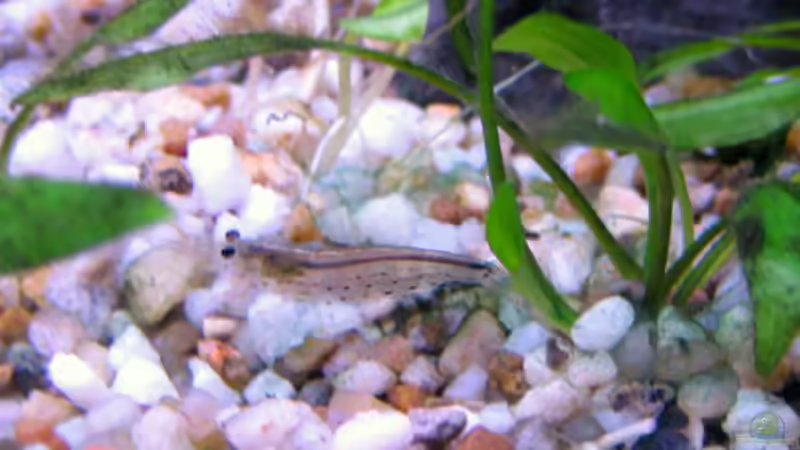 Besatz im Aquarium Becken 9592 von katharina (16)