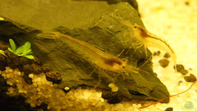 Besatz im Aquarium Becken 9614 von Tino Laue (24)