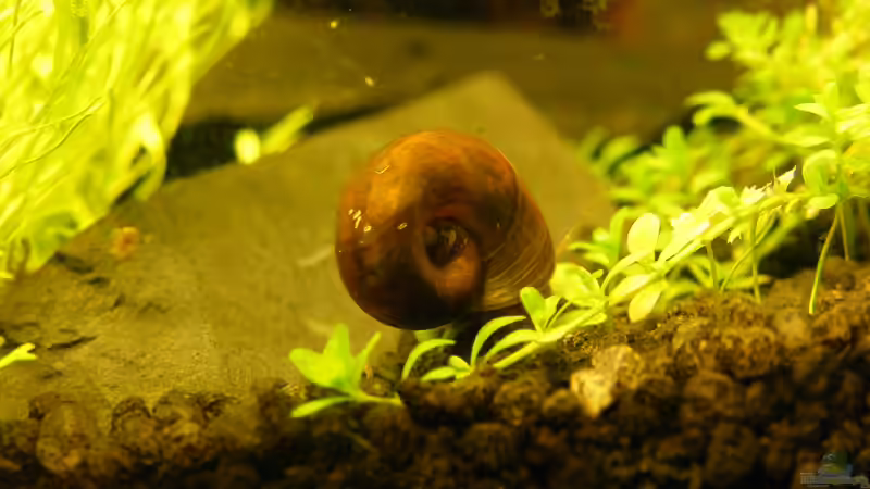 Besatz im Aquarium Becken 9614 von Tino Laue (25)