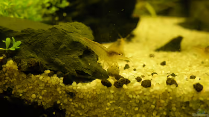 Besatz im Aquarium Becken 9614 von Tino Laue (26)