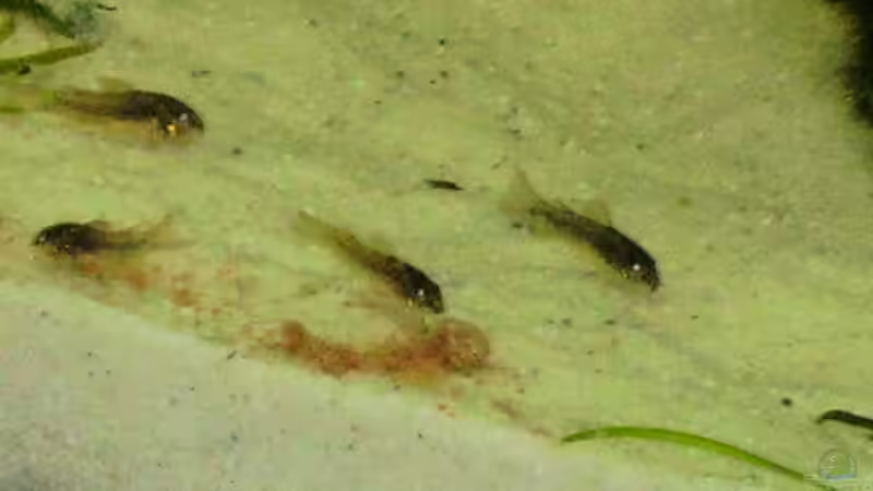 Besatz im Aquarium Becken 9678 von WSS (15)