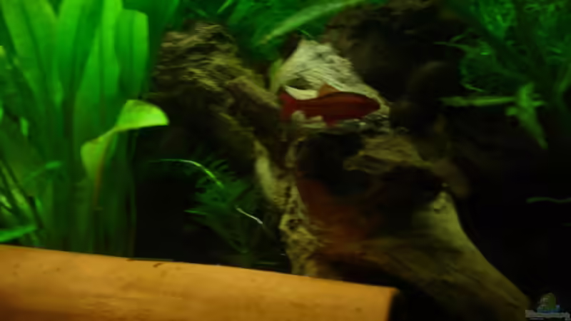 Besatz im Aquarium Becken 9690 von iptila (17)