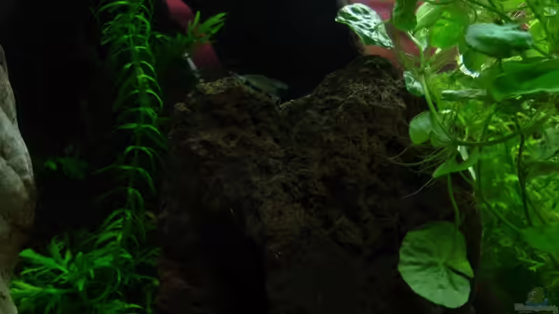 Besatz im Aquarium Becken 9690 von iptila (19)