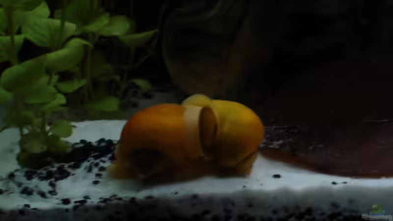 Besatz im Aquarium Becken 9690 von iptila (22)