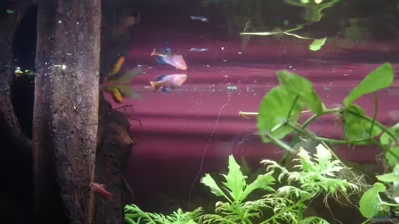 Besatz im Aquarium Becken 9690 von iptila (23)